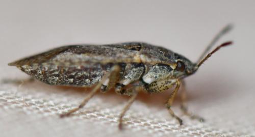 Réf. 268 130 : Emblethis denticollis